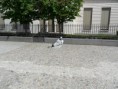 /album/berlin1/berlin-052-jpg/